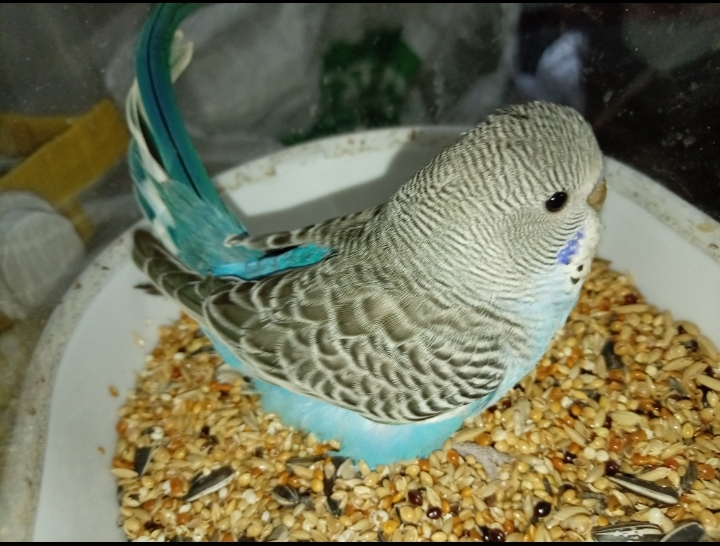 Budgie Photo